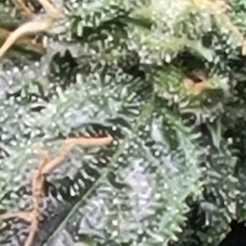 Chocolate mints og auto growlog timeline photo