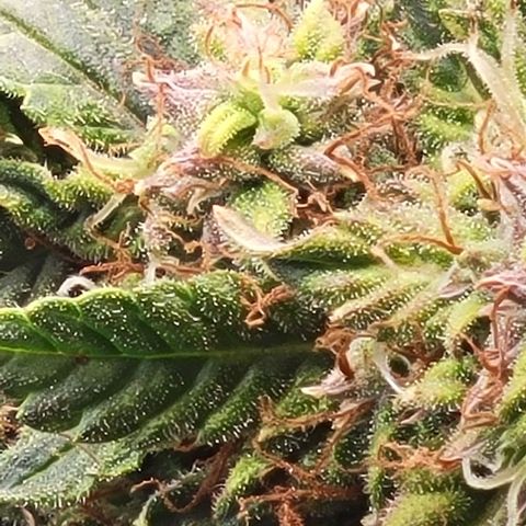 Chocolate mints og auto growlog timeline photo