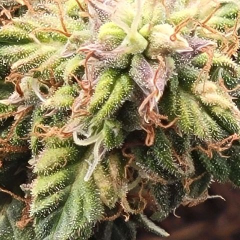 Chocolate mints og auto growlog timeline photo