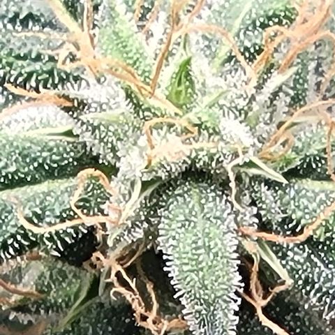 Chocolate mints og auto growlog timeline photo