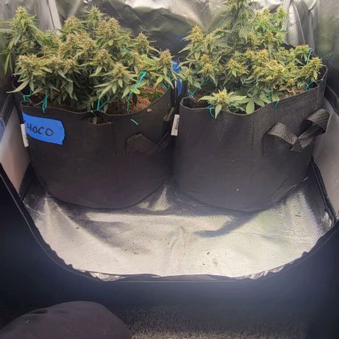 Chocolate mints og auto growlog timeline photo