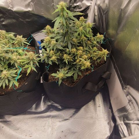 Chocolate mints og auto growlog timeline photo