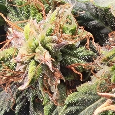 Chocolate mints og auto growlog timeline photo
