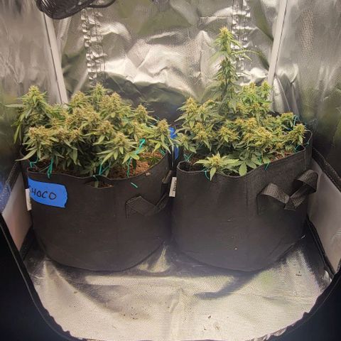Chocolate mints og auto growlog timeline photo