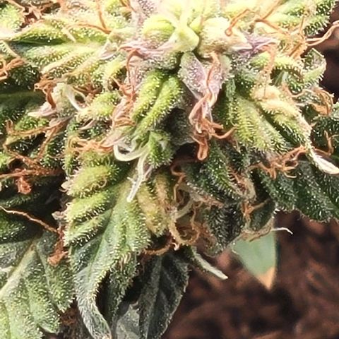 Chocolate mints og auto growlog timeline photo