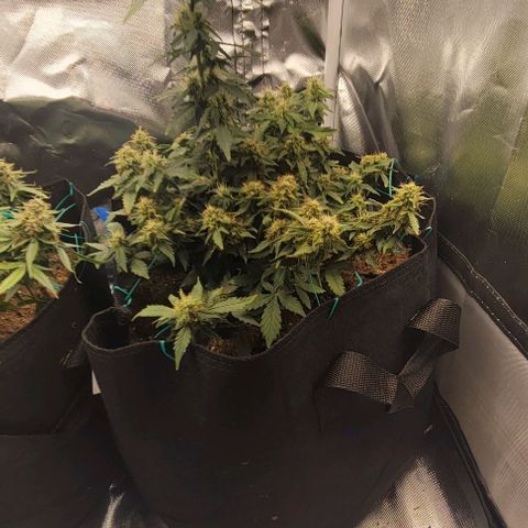 Chocolate mints og auto growlog timeline photo