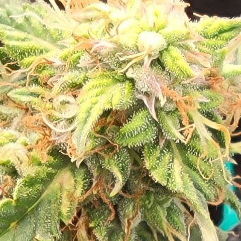 Chocolate mints og auto growlog timeline photo