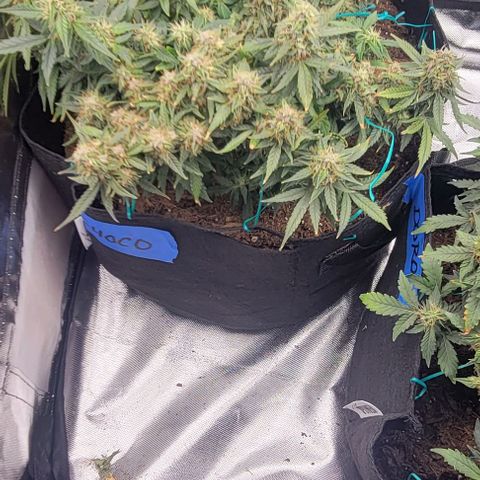 Chocolate mints og auto growlog timeline photo