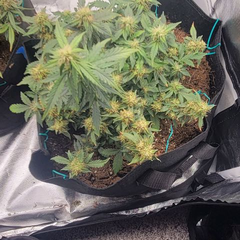 Chocolate mints og auto growlog timeline photo