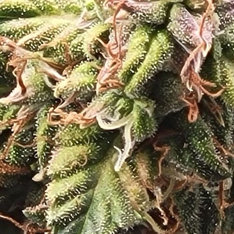 Chocolate mints og auto growlog timeline photo