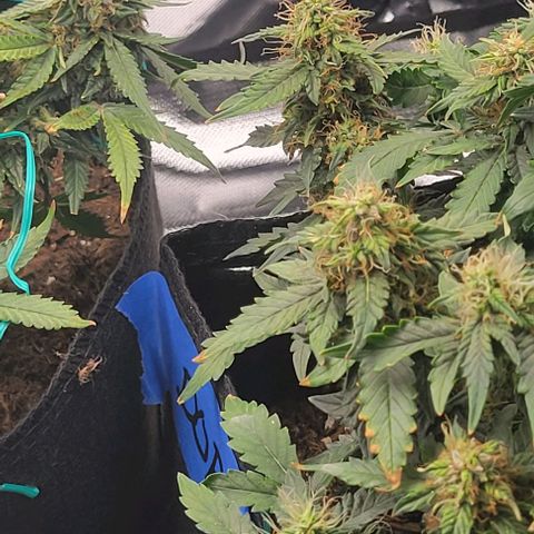 Chocolate mints og auto growlog timeline photo