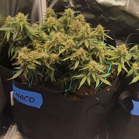 Chocolate mints og auto growlog timeline photo