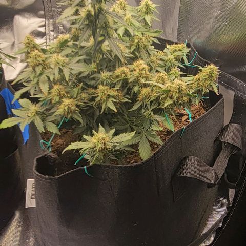 Chocolate mints og auto growlog timeline photo