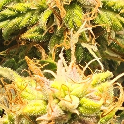Chocolate mints og auto growlog timeline photo