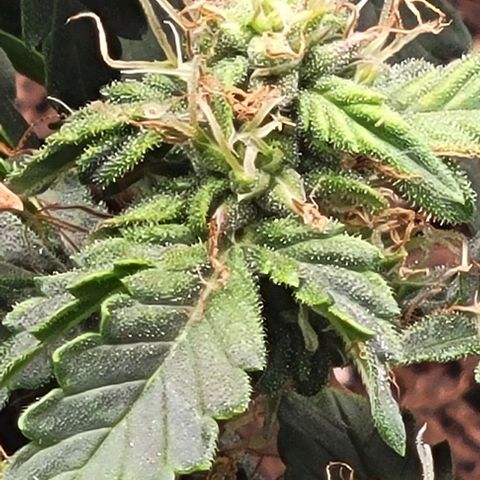 Chocolate mints og auto growlog timeline photo