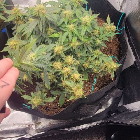 Chocolate mints og auto growlog timeline photo