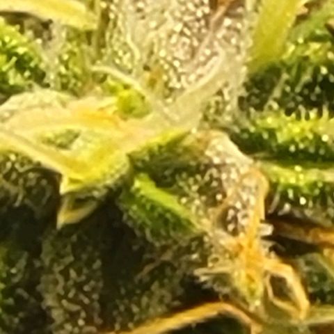 Chocolate mints og auto growlog timeline photo