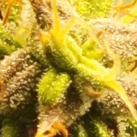 Chocolate mints og auto growlog timeline photo