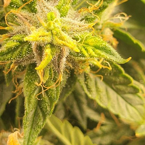 Chocolate mints og auto growlog timeline photo