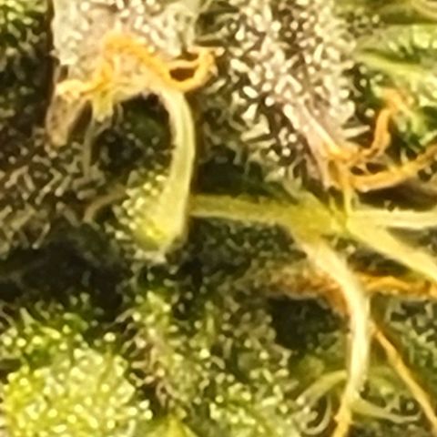 Chocolate mints og auto growlog timeline photo