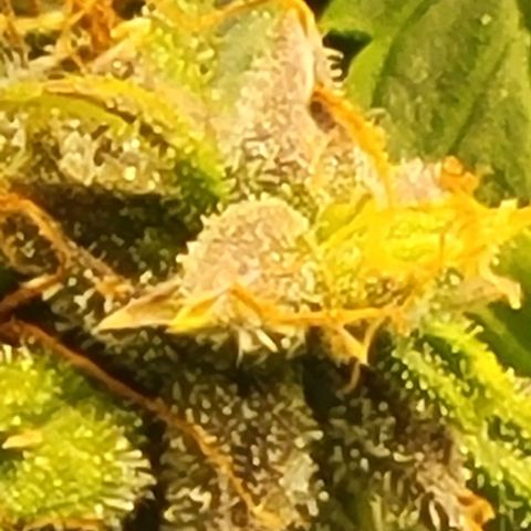 Chocolate mints og auto growlog timeline photo