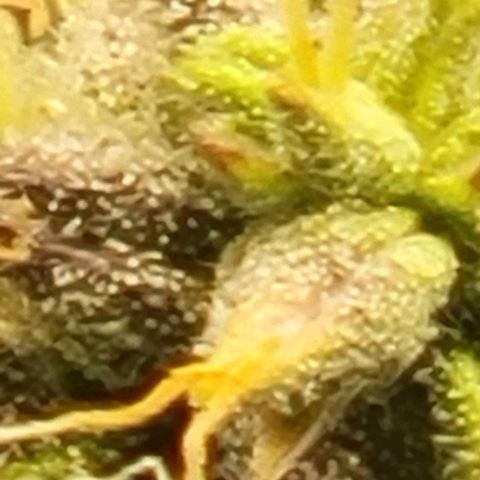 Chocolate mints og auto growlog timeline photo
