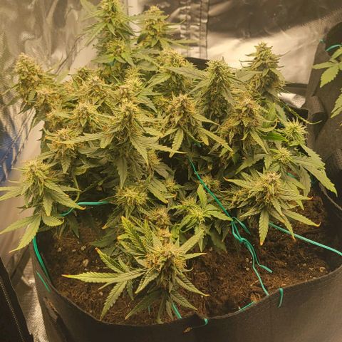Chocolate mints og auto growlog timeline photo