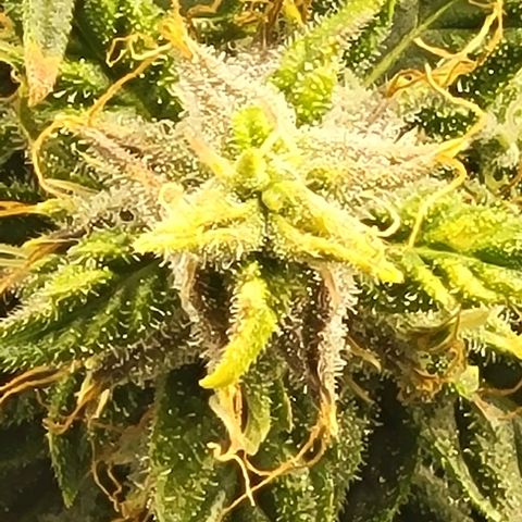 Chocolate mints og auto growlog timeline photo