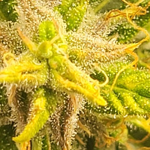 Chocolate mints og auto growlog timeline photo