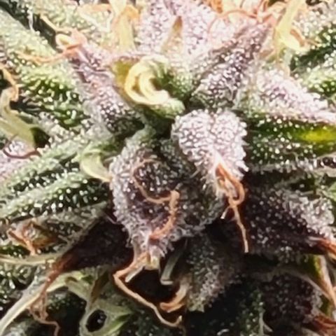 Chocolate mints og auto growlog timeline photo