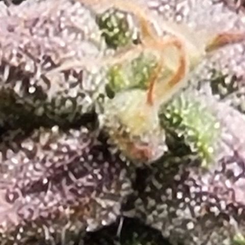 Chocolate mints og auto growlog timeline photo