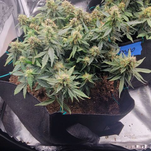 Chocolate mints og auto growlog timeline photo
