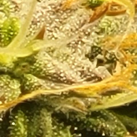 Chocolate mints og auto growlog timeline photo