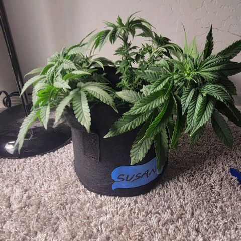 Shango church growlog photo: These ladies are just beautiful and full loving the training we have them in