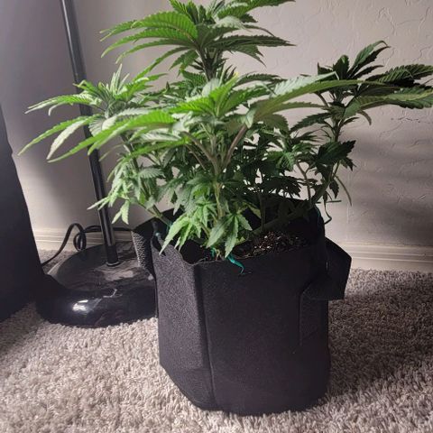 Shango church growlog photo: These ladies are just beautiful and full loving the training we have them in