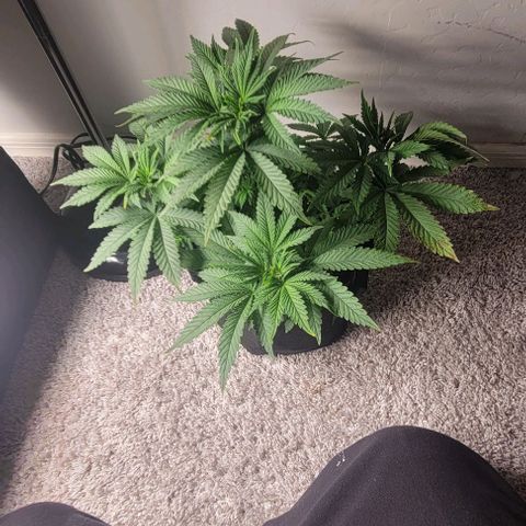 Shango church growlog photo: These ladies are just beautiful and full loving the training we have them in