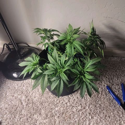 Shango church growlog photo: These ladies are just beautiful and full loving the training we have them in