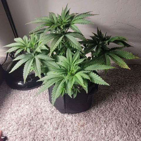 Shango church growlog photo: These ladies are just beautiful and full loving the training we have them in