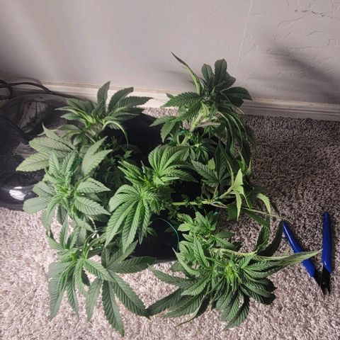 Shango church growlog photo: These ladies are just beautiful and full loving the training we have them in