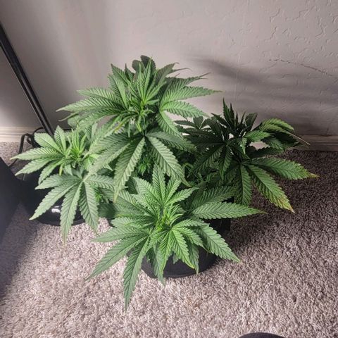 Shango church growlog photo: These ladies are just beautiful and full loving the training we have them in