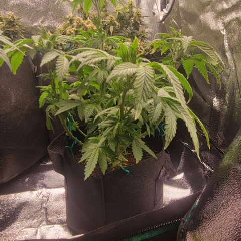 Shango church growlog photo: Bushy lil ladies 