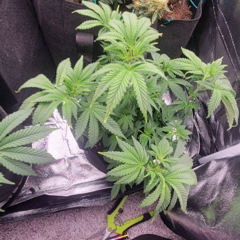 Shango church growlog photo: Bushy lil ladies 