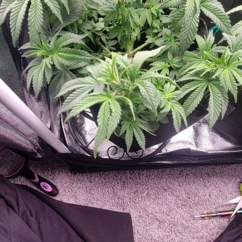 Shango church growlog photo: Bushy lil ladies 