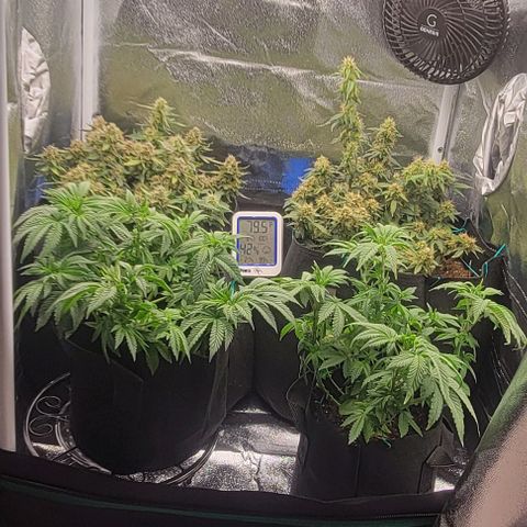 Shango church growlog photo: Bushy lil ladies 