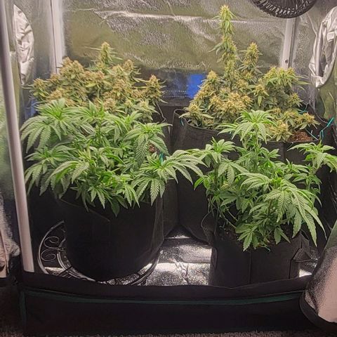 Shango church growlog photo: Bushy lil ladies 