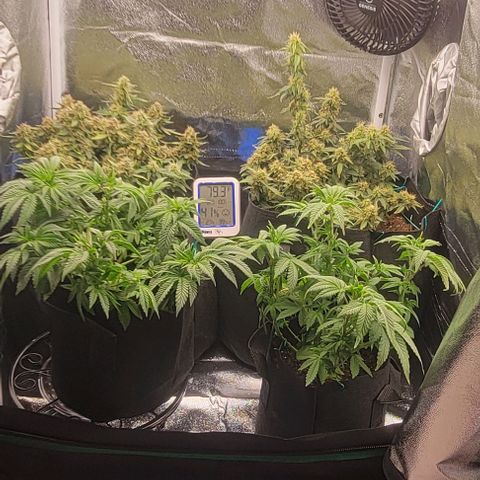 Shango church growlog photo: Bushy lil ladies 