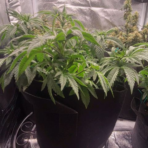 Shango church growlog photo: Bushy lil ladies 