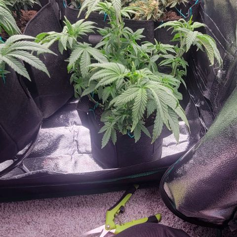 Shango church growlog photo: Bushy lil ladies 