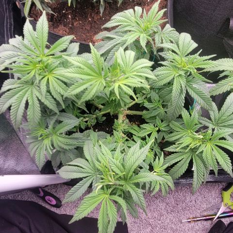 Shango church growlog photo: Bushy lil ladies 