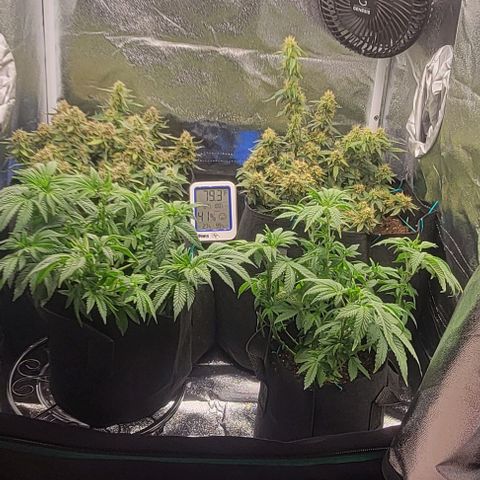 Shango church growlog photo: Bushy lil ladies 